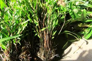 叉唇石斛 叉唇石斛