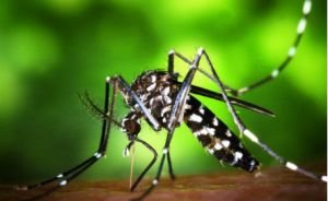 轉基因蚊子 轉基因蚊子