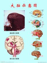 大腦構造詳細圖