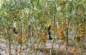 世外桃源度假村