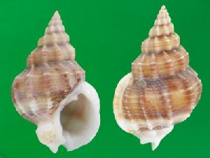 寶塔織紋螺 寶塔織紋螺