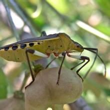 黃腹緣椿象 黃腹緣椿象