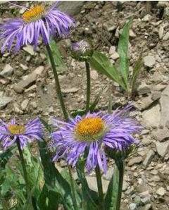 夏河雲南紫菀 夏河雲南紫菀