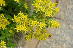 止血草[紫草科植物]