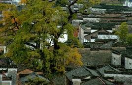 慶源古村 慶源古村