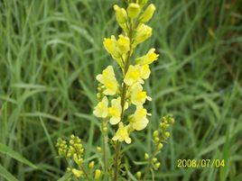 野生植物 野生植物