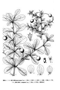 城口小檗 城口小檗