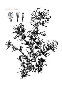 川西錦雞兒 川西錦雞兒