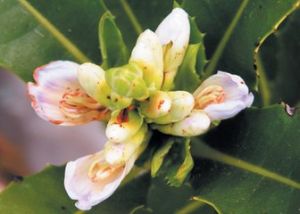 廈門老鼠簕（變種）