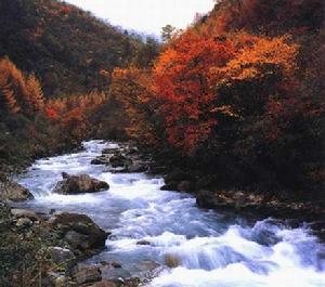 海螺溝冰川森林公園