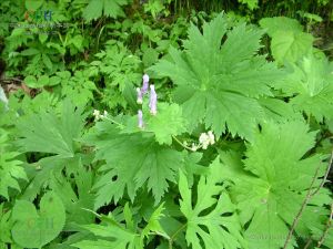 察瓦龍烏頭 察瓦龍烏頭