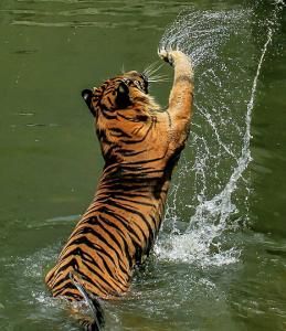 按出虎水 按出虎水