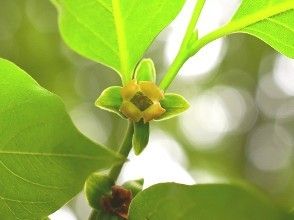 君遷子（原變種）