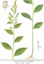 劉寄奴生長形態