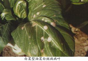 油菜白斑病 油菜白斑病