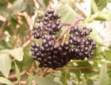 絨毛秋葡萄(變種) 絨毛秋葡萄(變種)