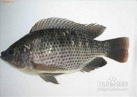 羅非魚的養殖技術 羅非魚的養殖技術