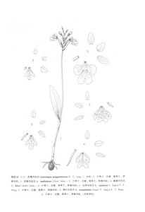 頭序無柱蘭 頭序無柱蘭