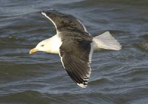 （圖）大黑背歐