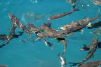 雙須重唇魚 雙須重唇魚