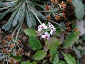 圓葉點地梅 圓葉點地梅