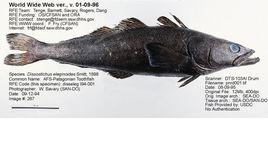 南極犬牙魚 南極犬牙魚