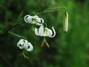 大理百合 大理百合