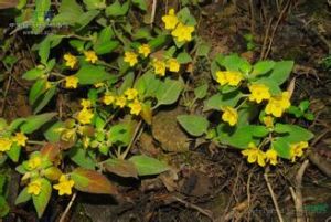 山羅過路黃(原變種) 山羅過路黃(原變種)