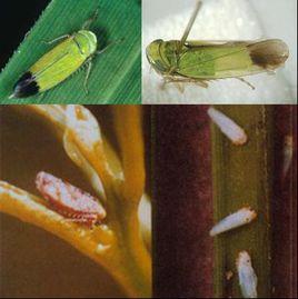 電光葉蟬 電光葉蟬