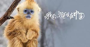 Born in China[陸川執導野生動物題材電影]