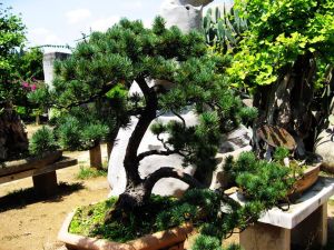 黃果樹盆景園 黃果樹盆景園