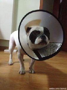 伊莉莎白圈 伊莉莎白圈