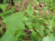 扛板歸（槓板歸）