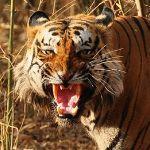 貓科猛獸吧 貓科猛獸吧