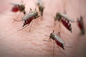 超級瘧疾 超級瘧疾