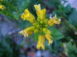 台灣山芥菜 台灣山芥菜