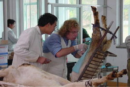 胚胎移植技術 胚胎移植技術