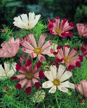 貝殼波斯菊Seashells Cosmos