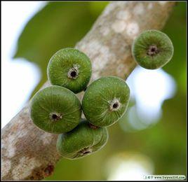 香港饅頭果 香港饅頭果