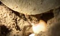 鱉甲骨頭形狀，王八因此得名