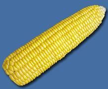 粵甜16號 粵甜16號