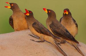 牛椋鳥屬 牛椋鳥屬