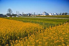 中橋村[南京市棲霞區八卦洲街道中橋村]