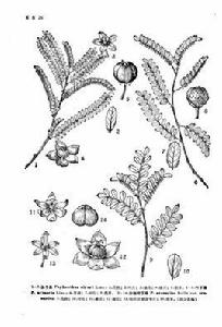 沙地葉下珠 沙地葉下珠