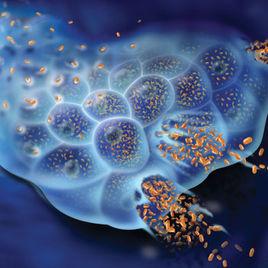 溶瘤病毒 溶瘤病毒