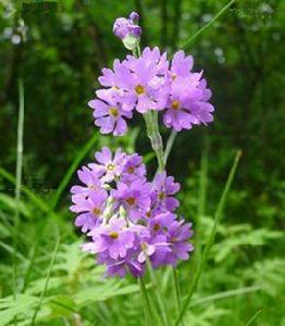 苞芽粉報春 苞芽粉報春