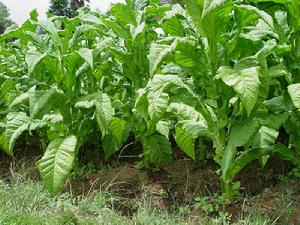 龍門灑村特色產業-菸葉