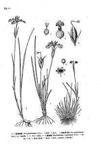 細銳果鳶尾 細銳果鳶尾