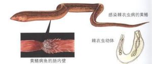 棘衣蟲屬 棘衣蟲屬