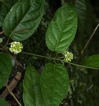 藍葉藤（原變種）